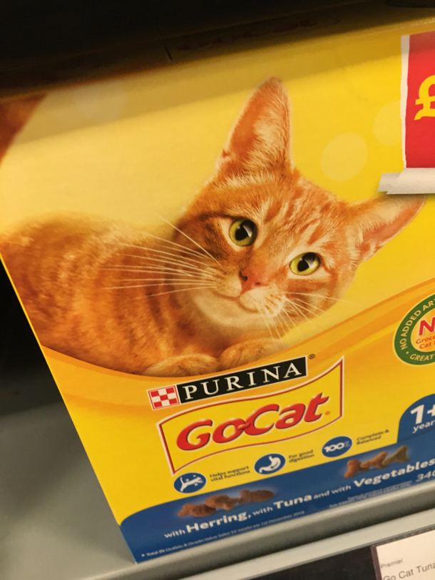 apparently purina thought this cat wasnt cute enough and photoshopped shit out of it