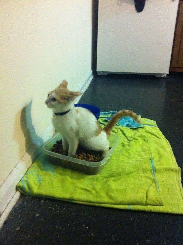Apparently she doesnt like the new brand of cat food