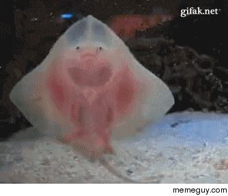 Apparently stingrays have weird baby leg things