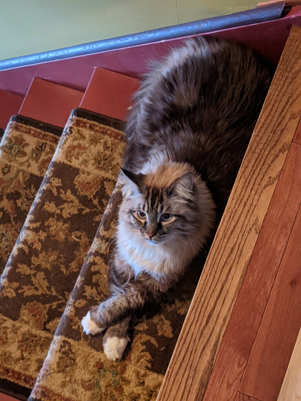Apparently the cat had set a trap to catch humans