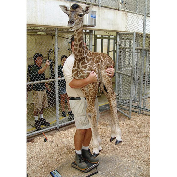 Apparently this how you weight a baby giraffe