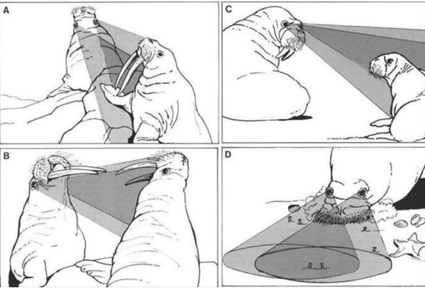 Apparently walruses have heat vision