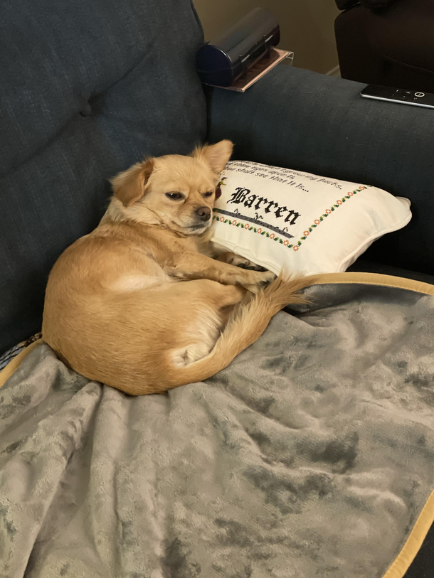 Appropriate pillow for Luna after her spay