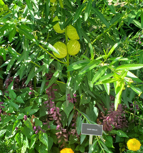 Appropriately named plant