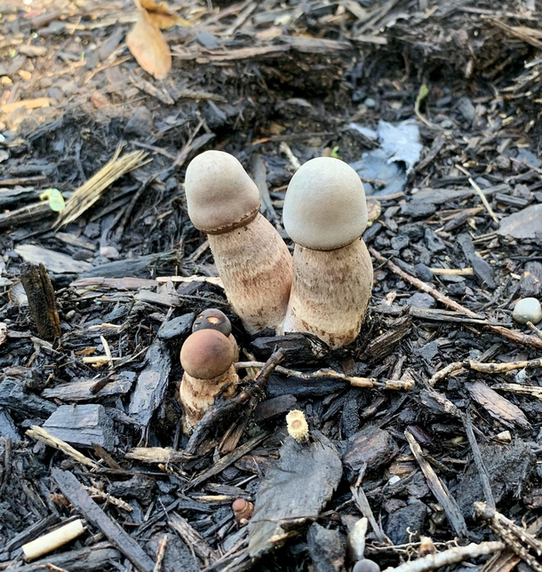 Are these ones edible