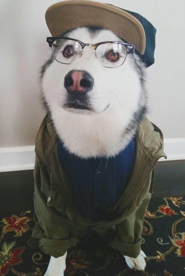 Are those treats vegan