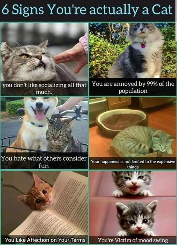 Are you a cat