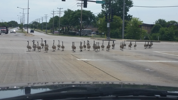 Arrogant Canadian tourists holding up traffic