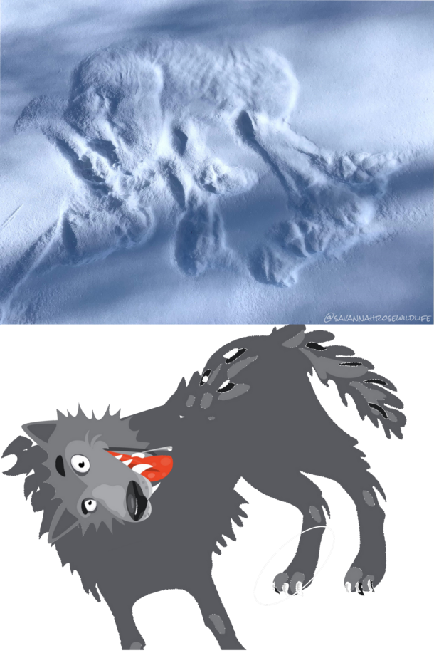 Artistic reconstruction of the gray wolf sighting earlier today