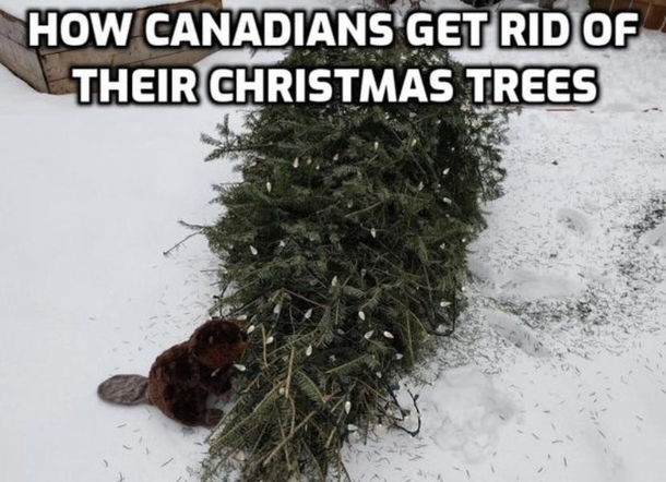 As a Canadian i can confirm