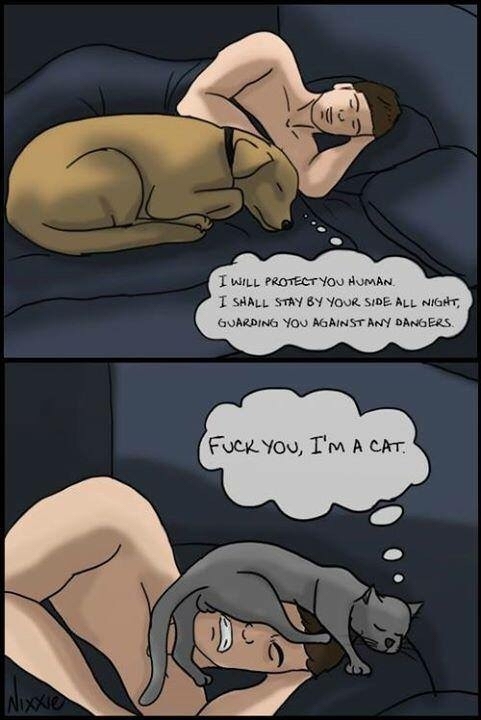 As a former dog and current cat owner can confirm