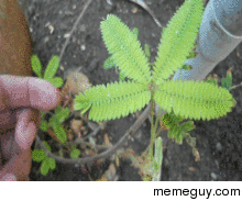 As a scientist this plant has always fascinated me 