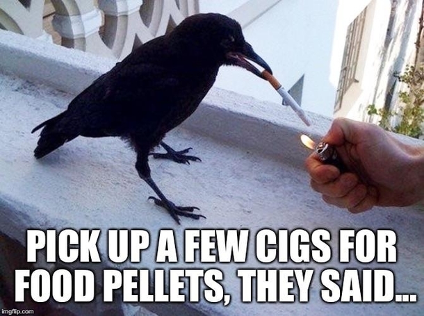 As an ex-smoker I wish I could actually give animals some advice