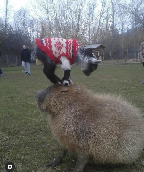Aspiring to be as chiil as this capybara free from peoples opinions