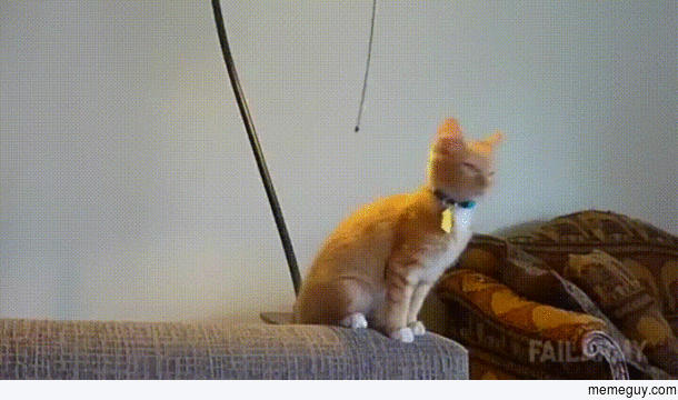 Assassinating cat