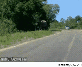 Asshole Elephant