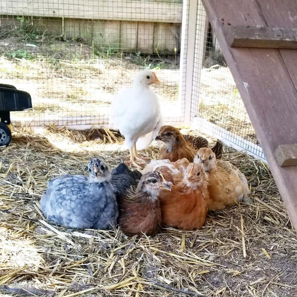 At long last I have collected all  Infinity Hens