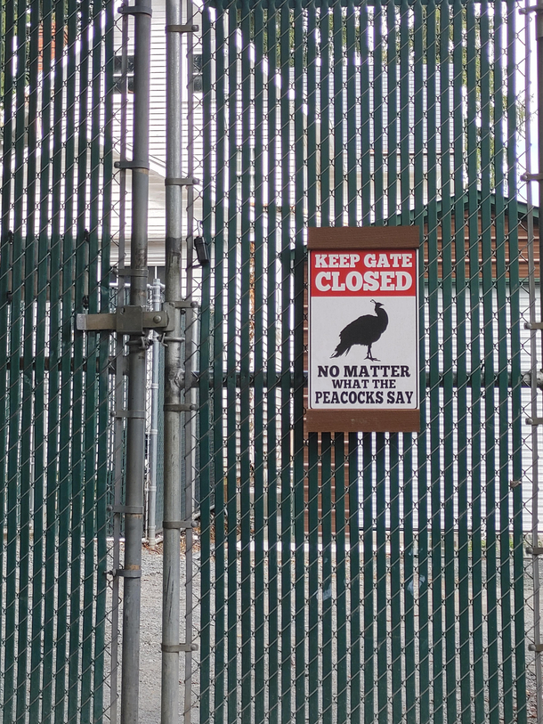 At my local zoo where the peacocks roam free