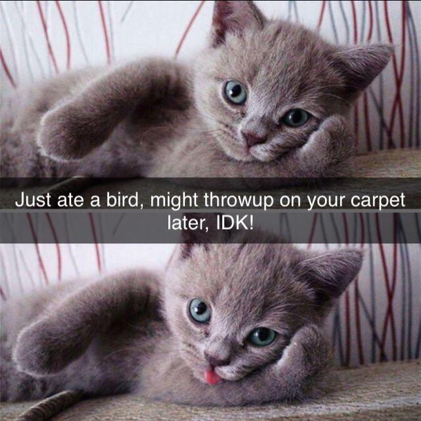 Ate a bird might throwup on your carpet later IDK