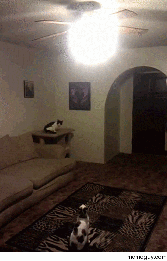 Athletic cat turns off the light for his friend