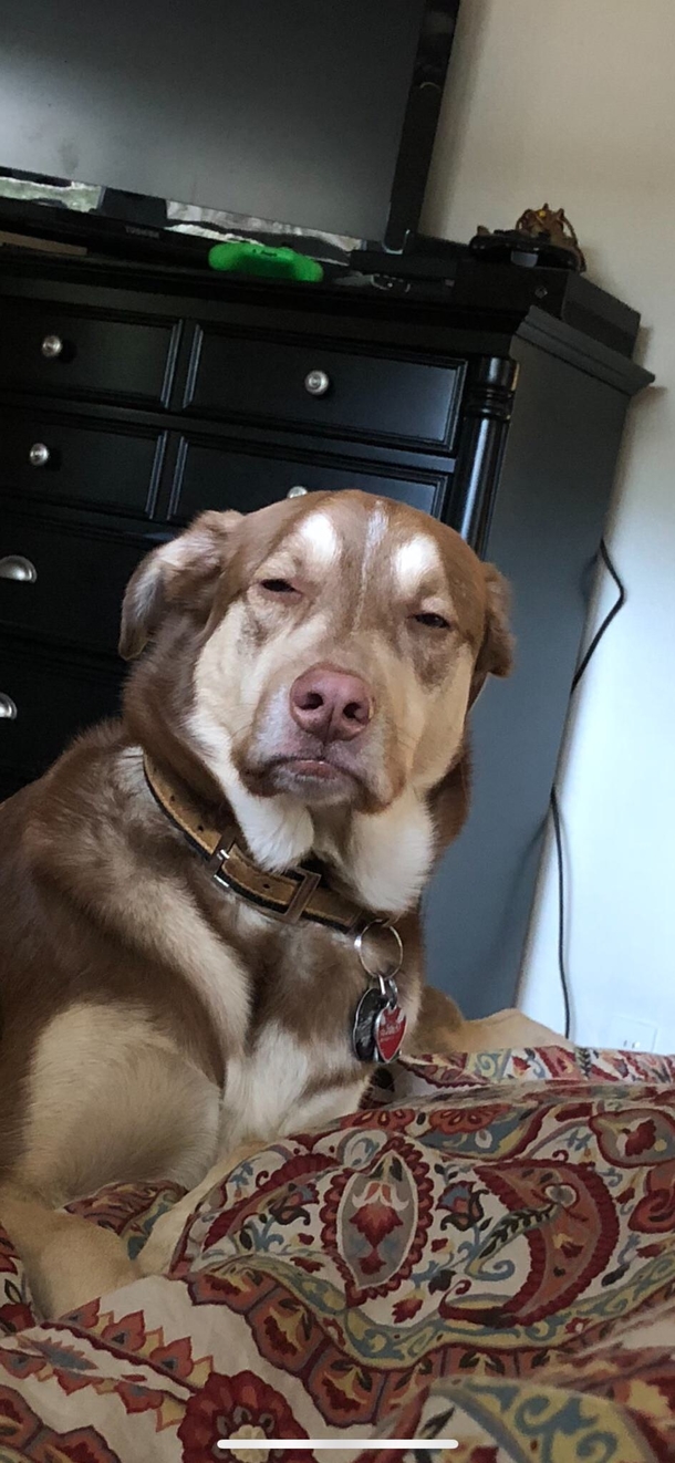 Atlas did not enjoy being woken up