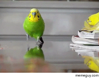 Attack of the budgie