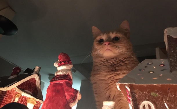 Attack on Kitten
