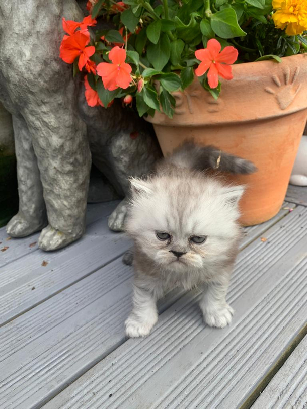 Attempt to take a nice kitten photo- Shes already had enough of life