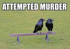 Attempted Murder