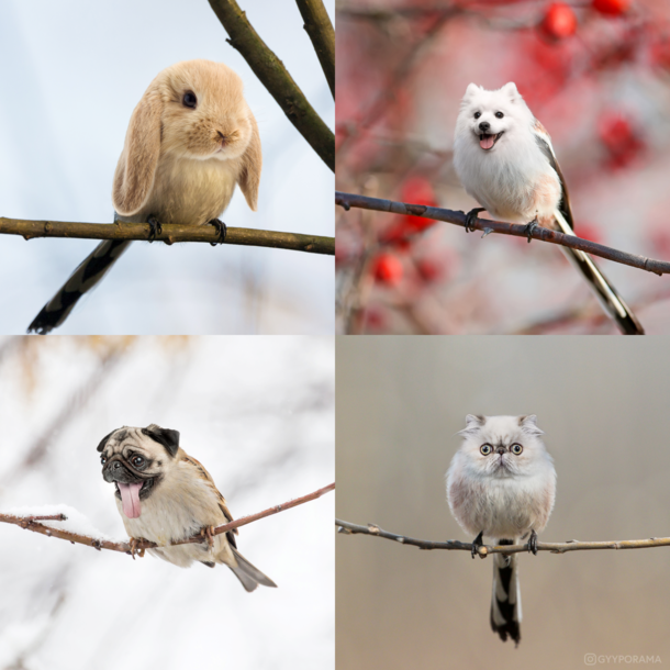 Attempts at improving birds