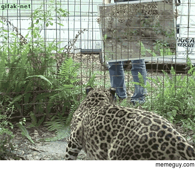 Augghh A big scary cat