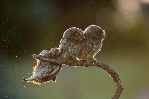 Aw crap c Tibor Kercz  Comedy Wildlife Photo Awards 