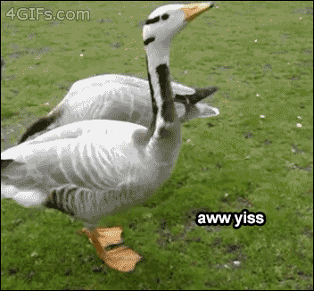 Aw yiss