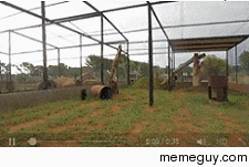 Awesome pet panther