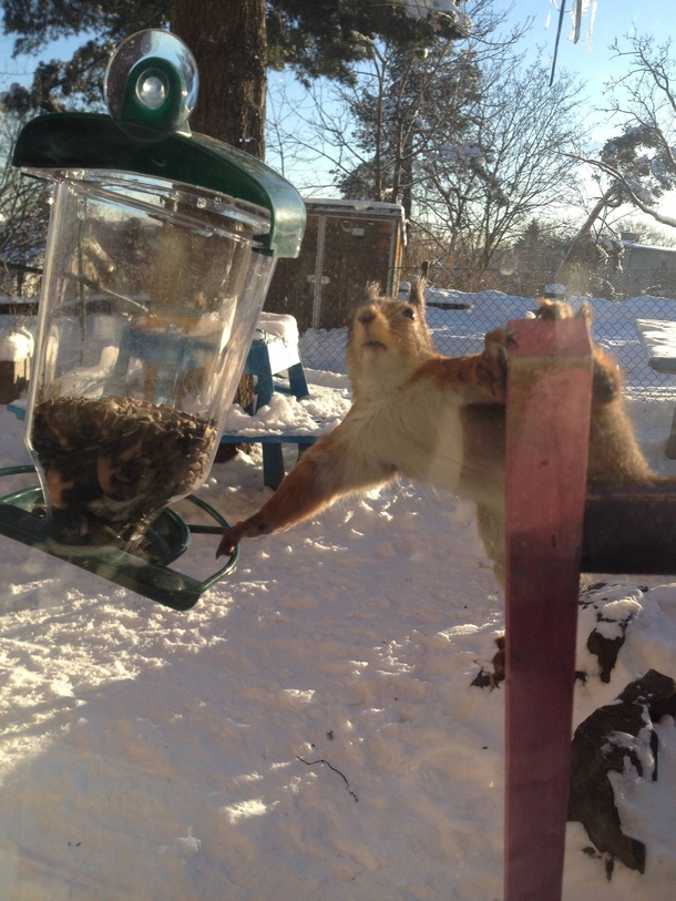 Awkward encounter with a squirrel