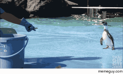 awkward penguin In the flesh
