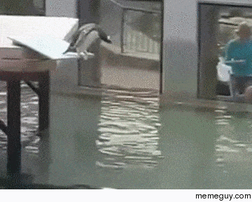 Awkward penguin slips and falls off diving board