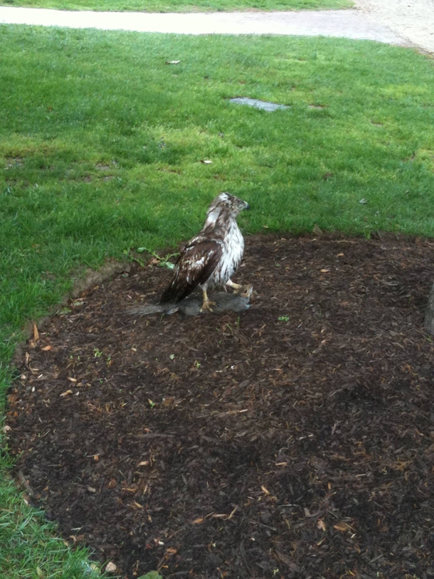 aww this hawk is helping a squirrel stretch 