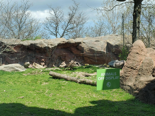 Baboon exhibit closed due to goose family nest and babies