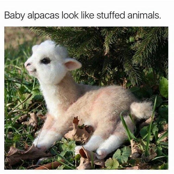 Baby alpacas look like stuffed animals