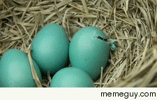 Baby bird hatching