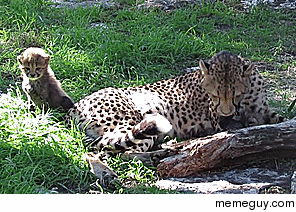 Baby cheetah is jealous