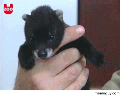 Baby civet