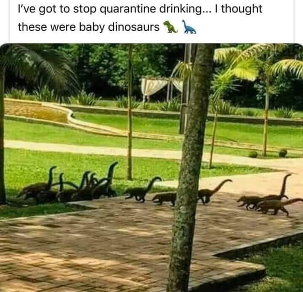 Baby dinosaurs Wait