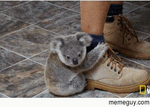 Baby drop bears start their training early