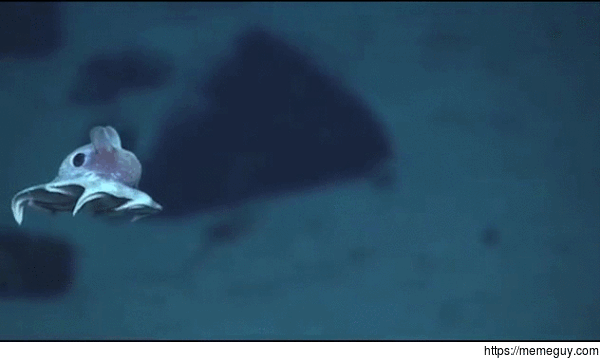 Baby Dumbo Octopus swimming away