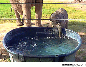 Baby elephant blowing bubbles Reid Park Zoo
