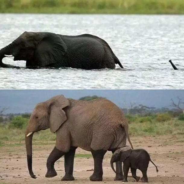 Baby elephant crossing a river