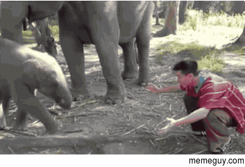 Baby elephant hugs