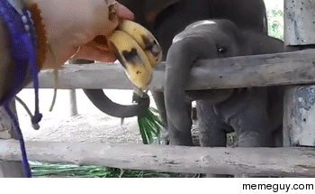 Baby Elephant pleased by yummy bananas
